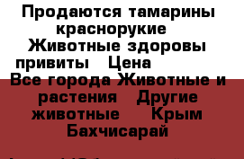 Продаются тамарины краснорукие . Животные здоровы привиты › Цена ­ 85 000 - Все города Животные и растения » Другие животные   . Крым,Бахчисарай